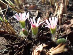 Image of Gerbera natalensis Sch. Bip.