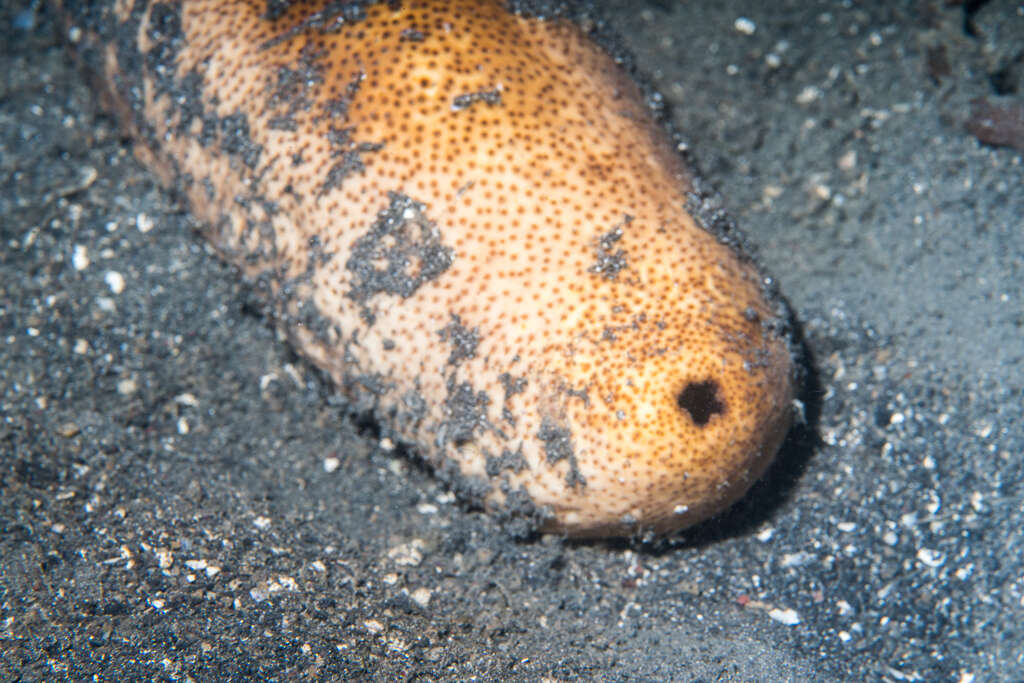 Image of Brown Sandfish