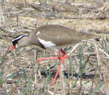 Image of Vanellus coronatus coronatus (Boddaert 1783)