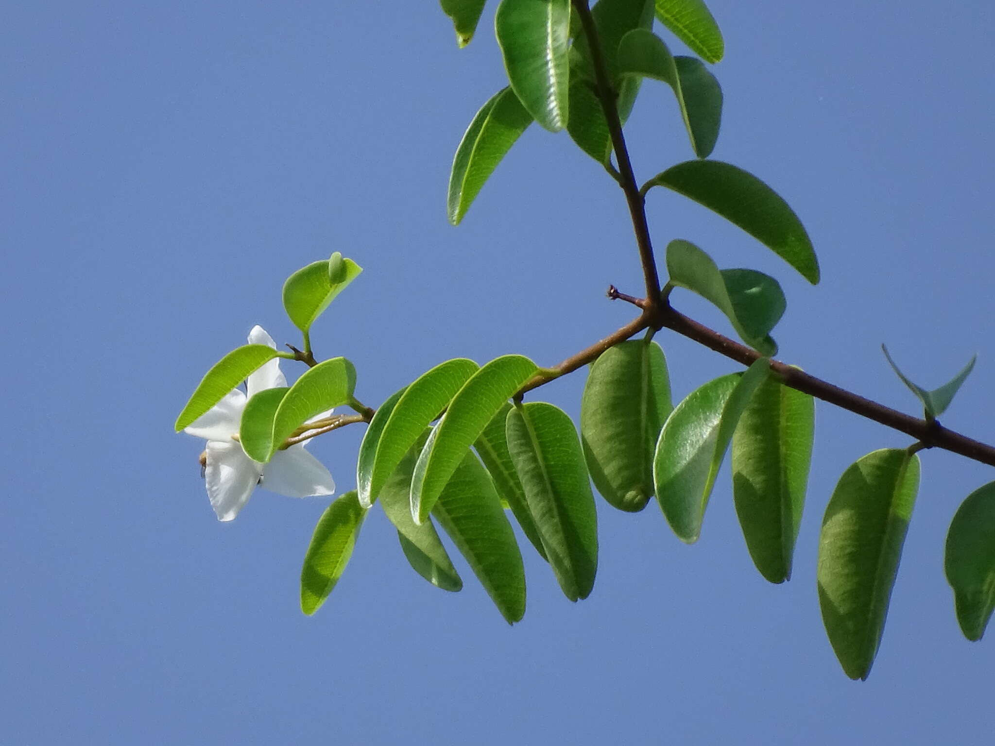 Image of Cameraria latifolia L.