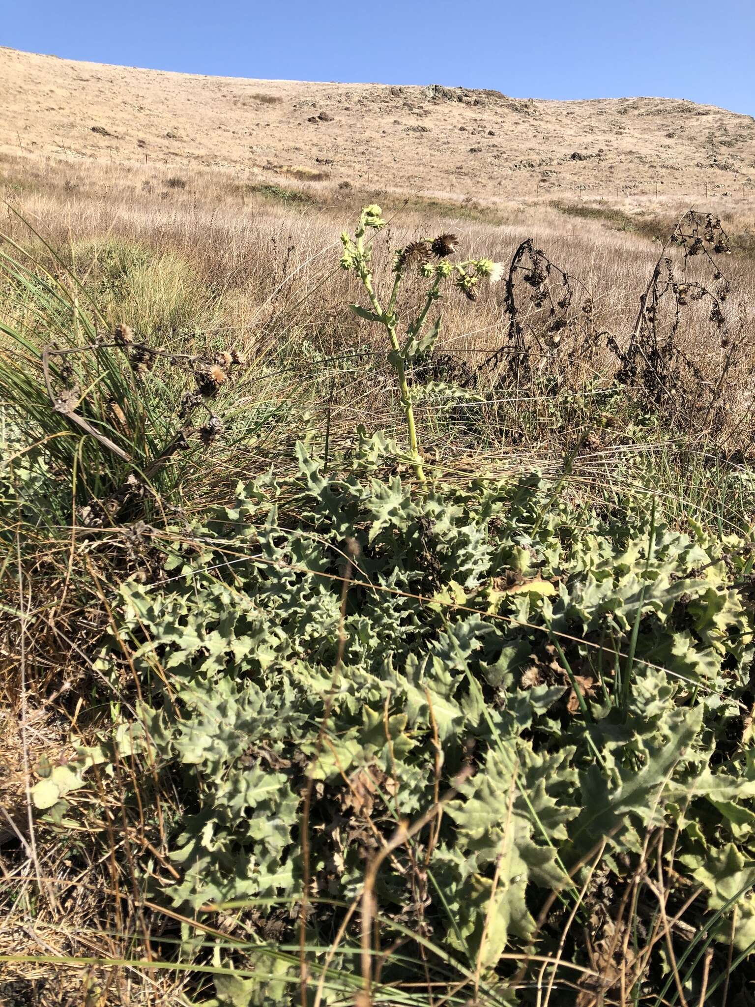 Image of Chorro Creek bog thistle