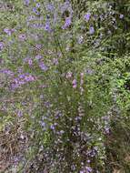 Image of Violet Mint-bush