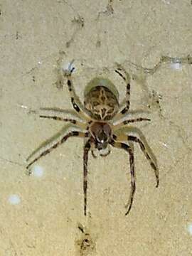 Image of Gray Cross Spider