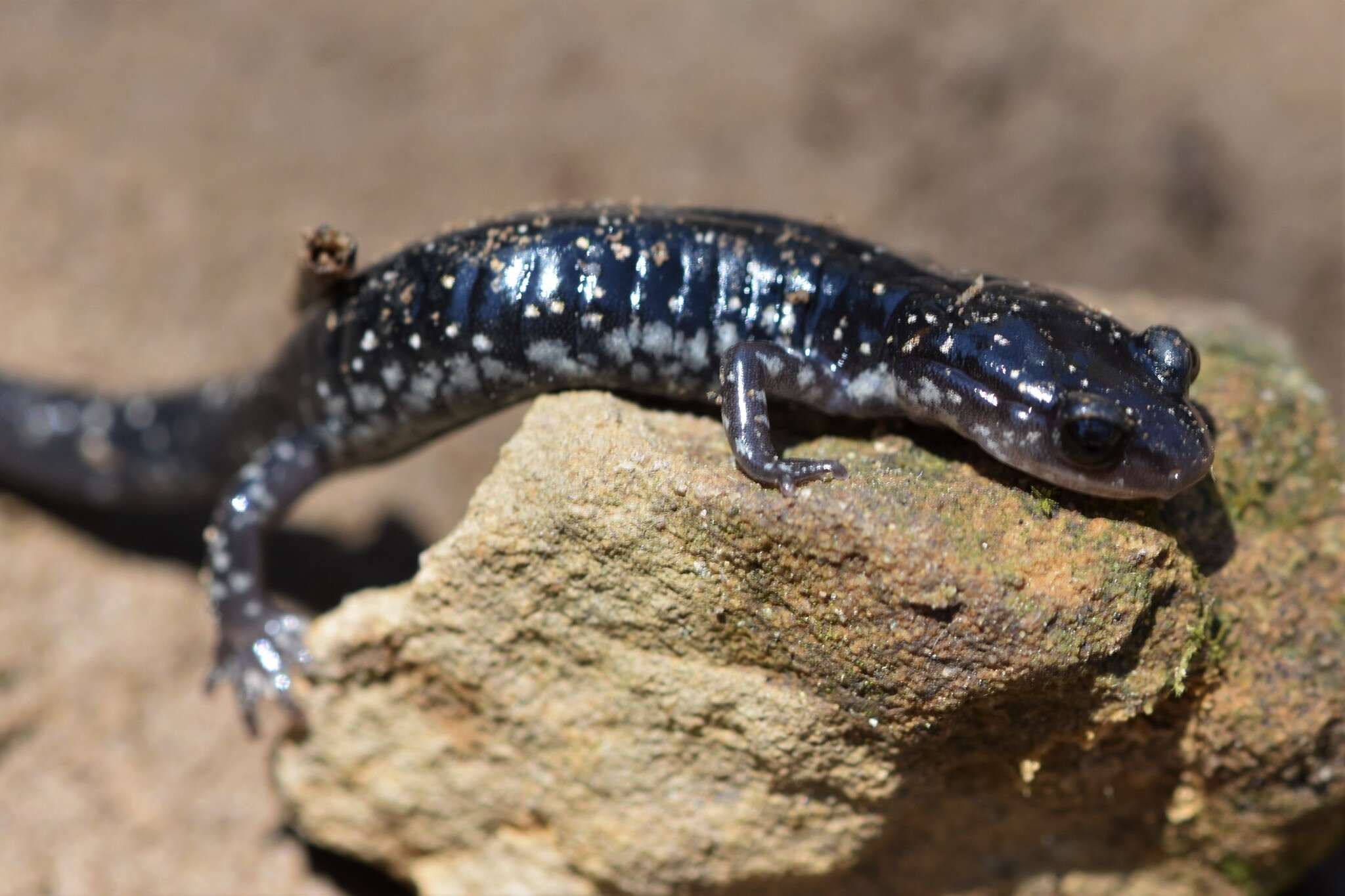 Image of Plethodon kiamichi Highton ex Highton, Maha & Maxson 1989