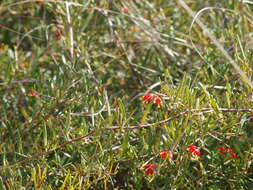 صورة Grevillea fasciculata R. Br.