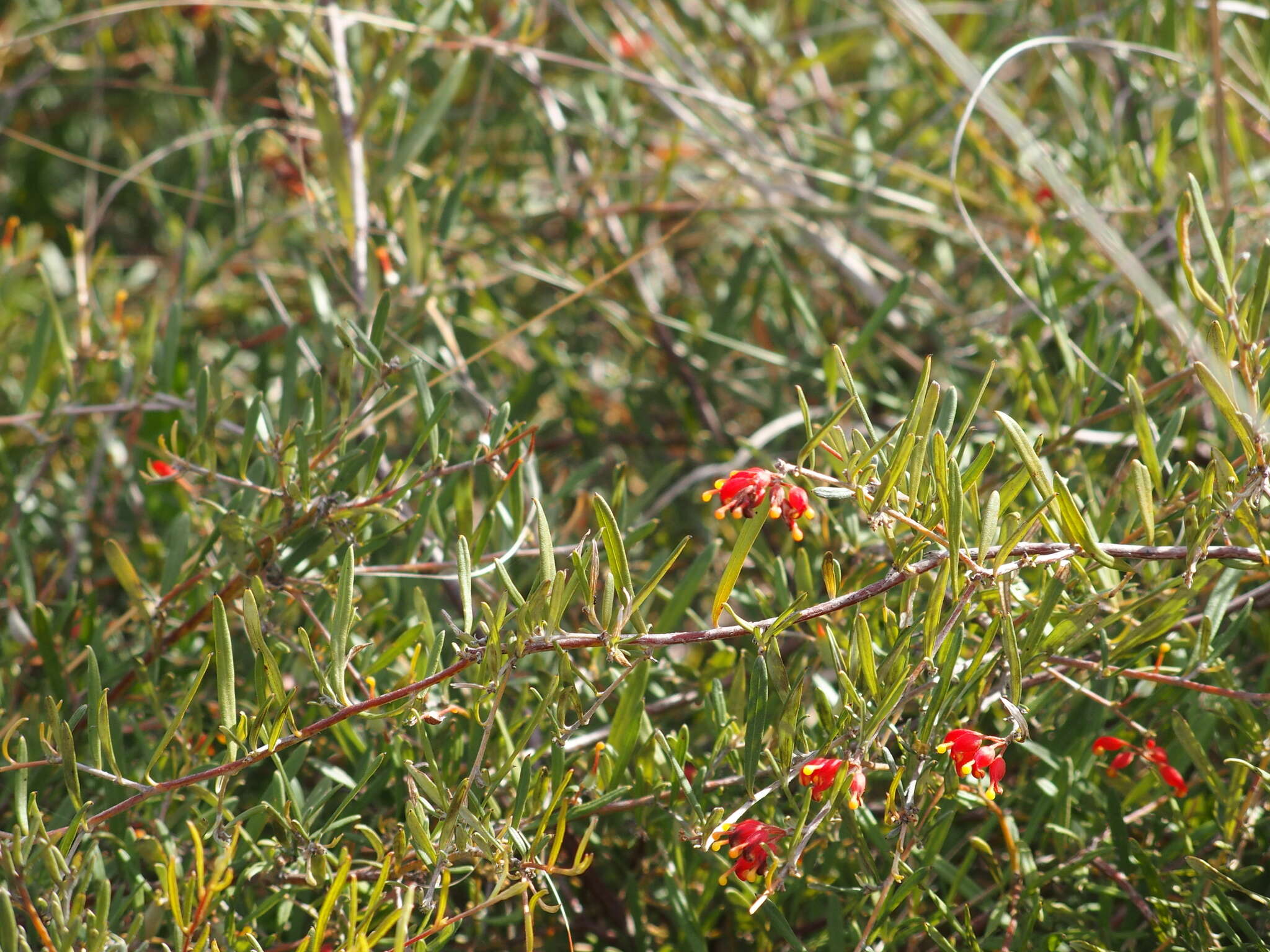 Image of Grevillea fasciculata R. Br.