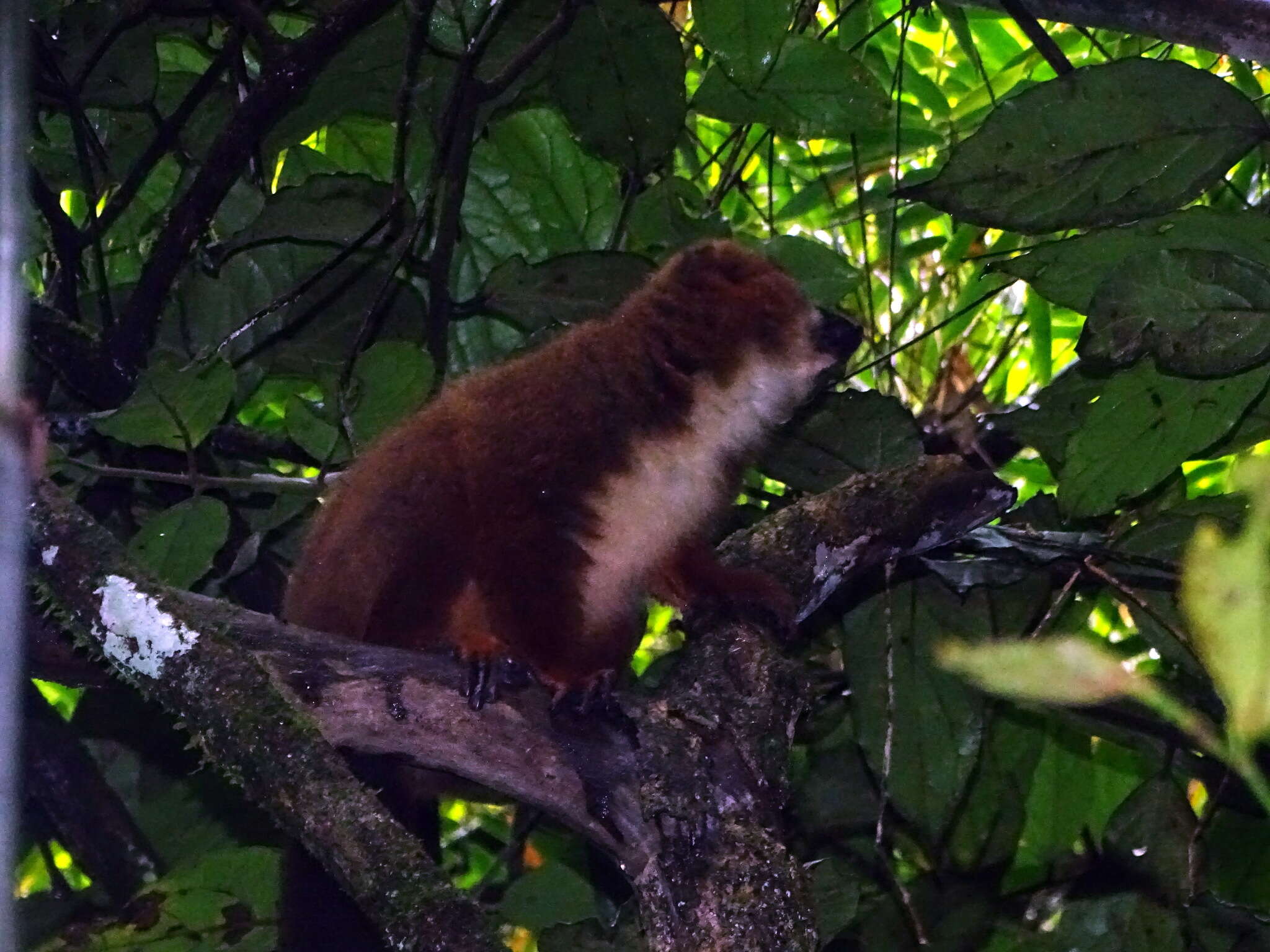 Image of Red-bellied Lemur