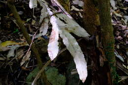 Image of Hicksbeachia pinnatifolia F. Müll.