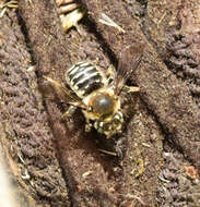 صورة Anthidium banningense Cockerell 1904