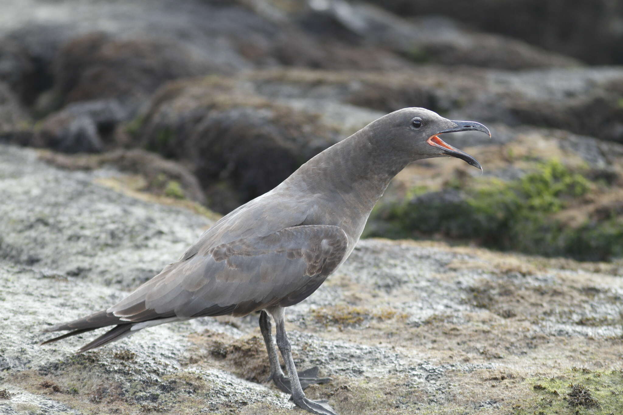 Image of Lava Gull