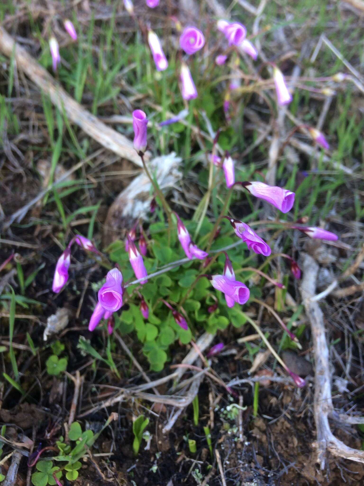 Image of Oxalis commutata Sond.