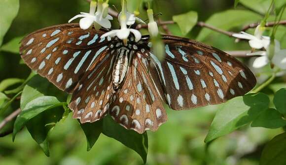 Image of Spotted Zebra Butterfly