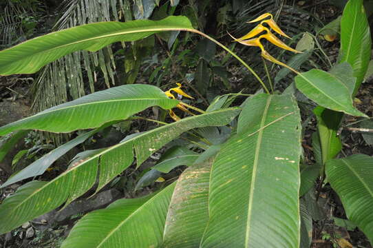 Image of Heliconia lutea W. J. Kress