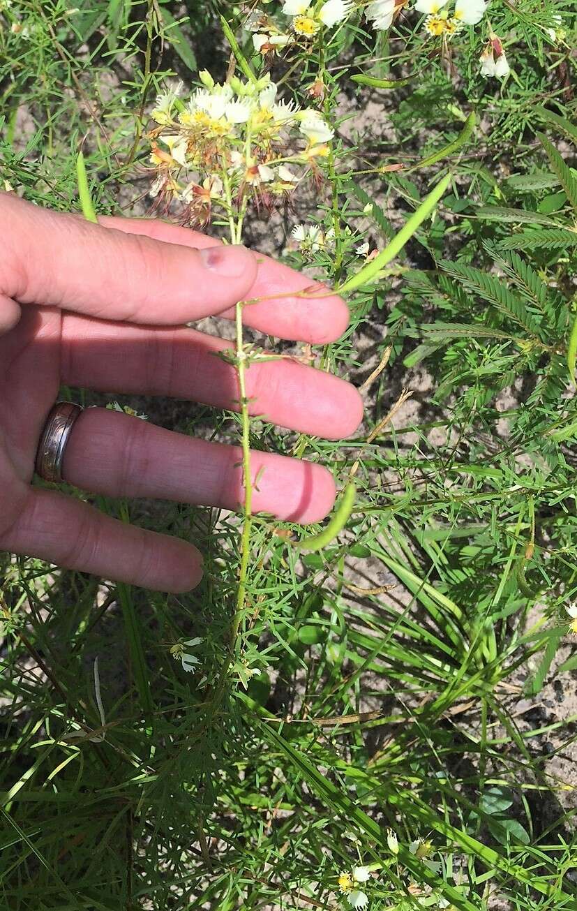 Image of large clammyweed