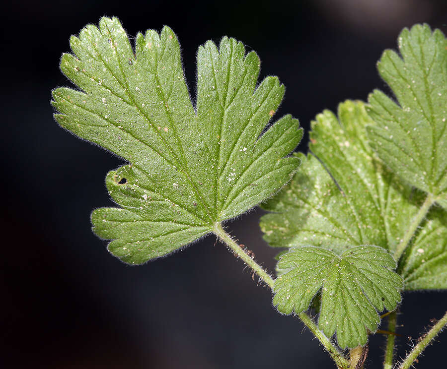 Image de Ribes binominatum A. A. Heller