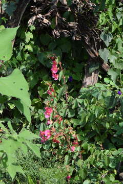 Image of Begonia gracilis Kunth