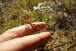 Image of Spiraea alpina Pall.
