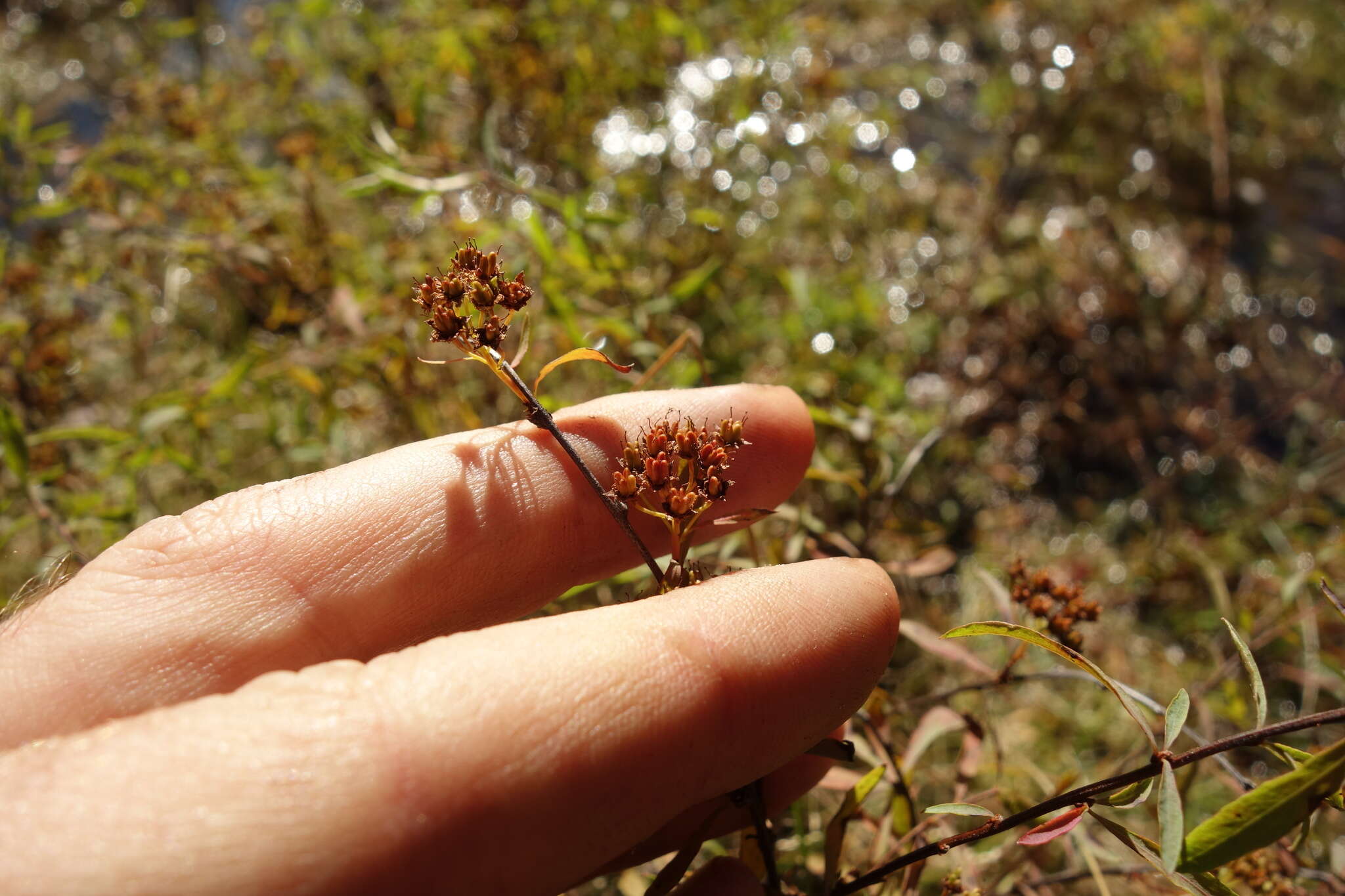 Image de Spiraea alpina Pall.