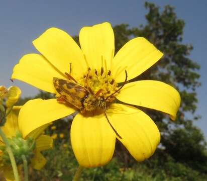 صورة Typocerus octonotatus (Haldeman 1847)