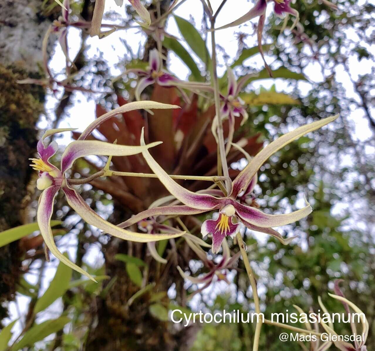 Image of Cyrtochilum misasianum P. Ortiz