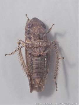 Image of Paraphlepsius (Gamarex) brunneus De Long 1916