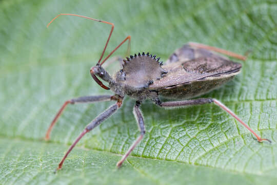 Image de Arilus carinatus (Forster 1771)