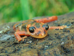 Image of Lyciasalamandra fazilae (Basoglu & Atatür 1975)