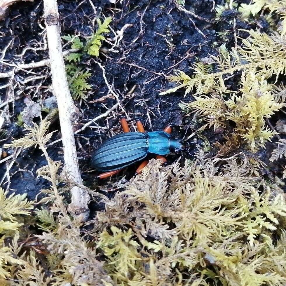 Carabus (Ctenocarabus) galicianus Gory 1839 resmi