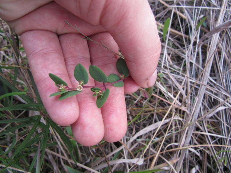 Слика од Euphorbia porteriana (Small) Oudejans