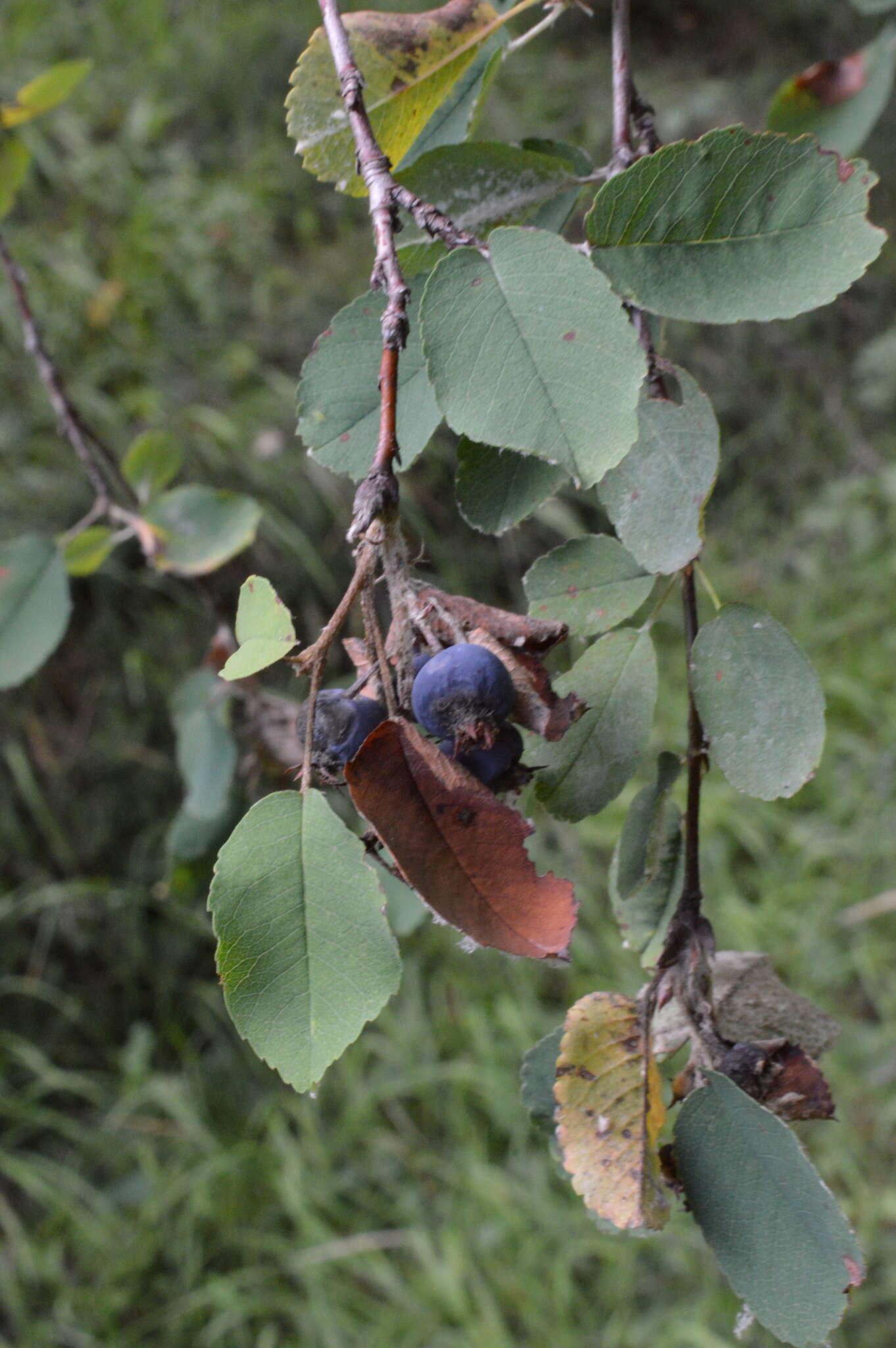 Image of Snowy Mespilus