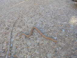 Image of Vipera latastei latastei Bosca 1878