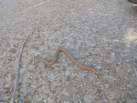 Image of Vipera latastei latastei Bosca 1878