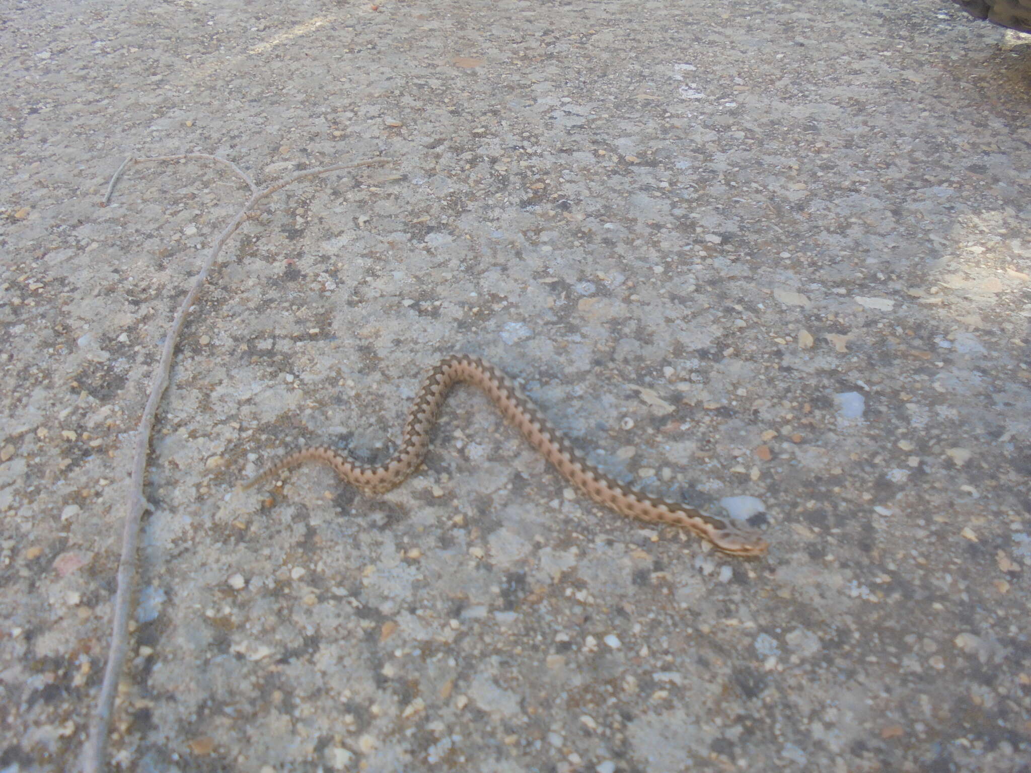 Image of Vipera latastei latastei Bosca 1878