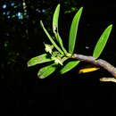 Image of Orleanesia amazonica Barb. Rodr.