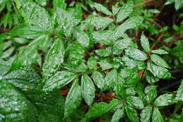 Image of Pellionia scabra Benth.