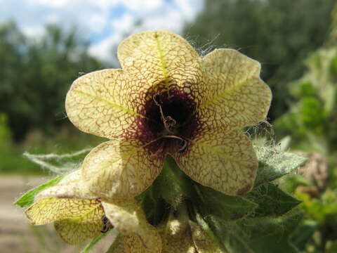 Image of black henbane