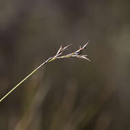 Image of Lepidosperma semiteres Boeckeler