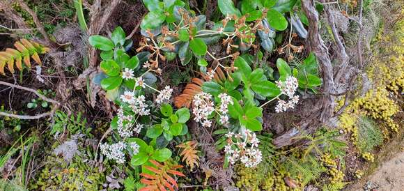 Olearia allomii T. Kirk resmi