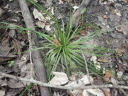 Image of blackfoot quillwort