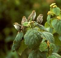 Image of Hunter's Cisticola