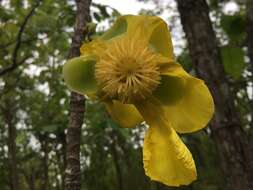 Image de Dillenia obovata (Bl.) Hoogl.