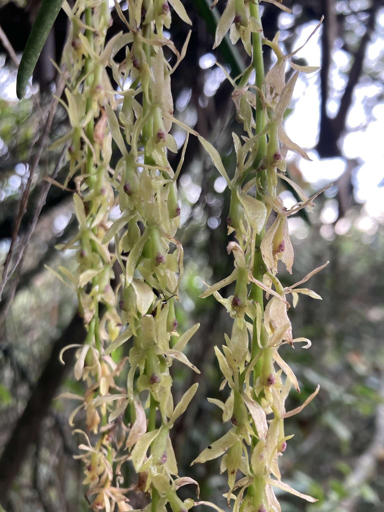 Image of Epidendrum moritzii Rchb. fil.