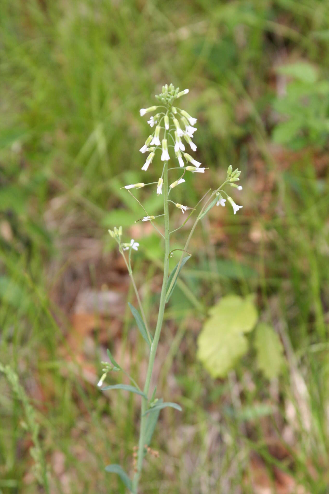 Image of Boivin's Rockcress