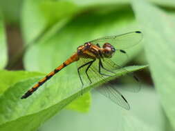 Image de Dasythemis venosa (Burmeister 1839)