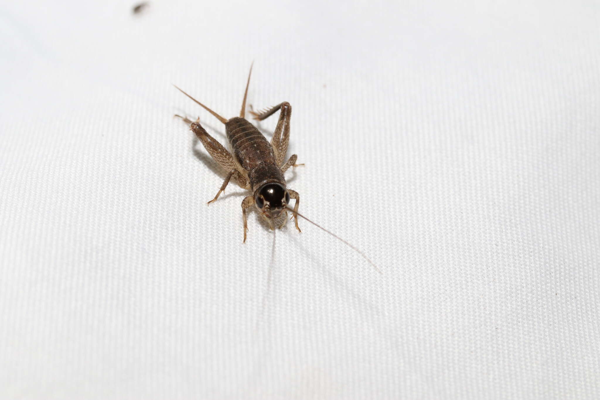 Image of Eastern Striped Cricket