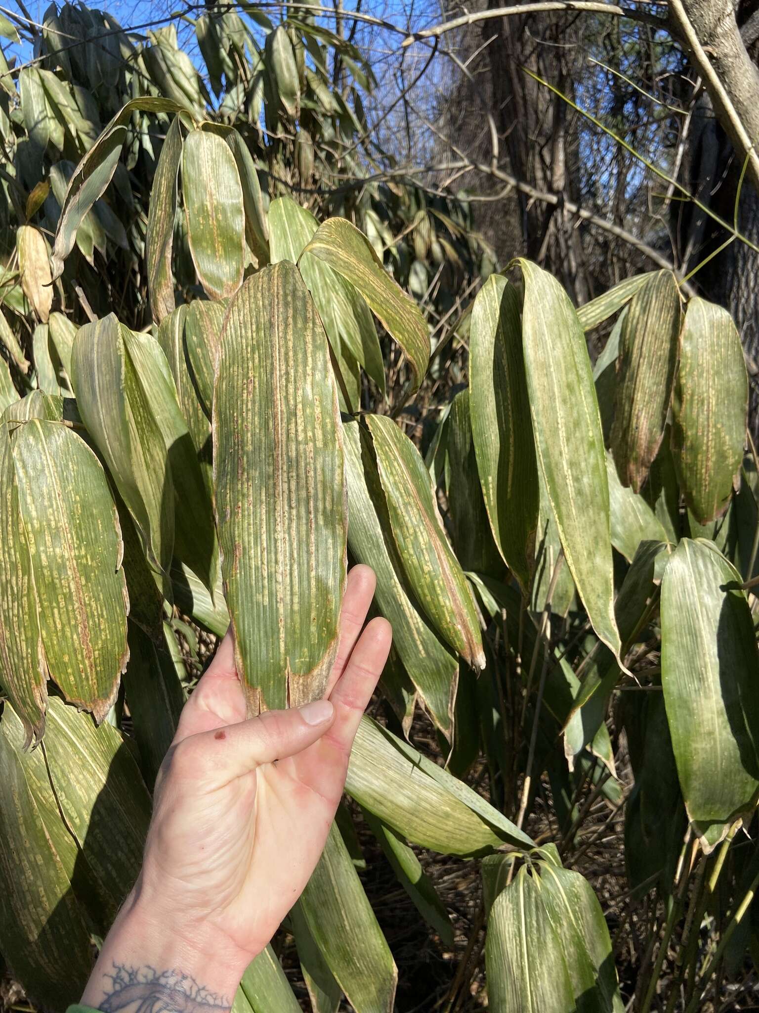 Image of broadleaf bamboo