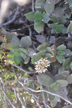 Image of Crassula lactea