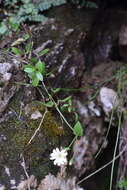 Image of Broad-leaved Mouse Ear