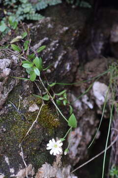 صورة Cerastium latifolium L.