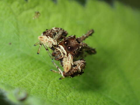 Image of Fringed Jumping Spider